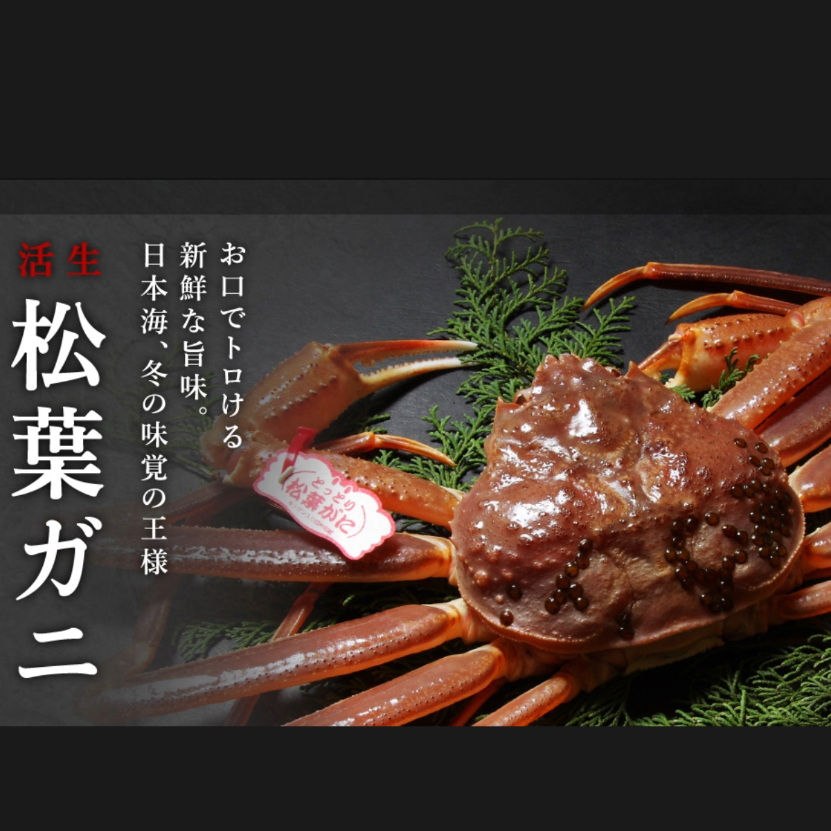 Japanese Matsuba Kani Crab 松葉蟹 (Pre-order Item) – HANAMARU