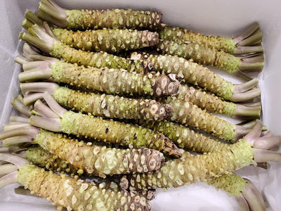 生山葵 日本産 WASABI 2KG BOX