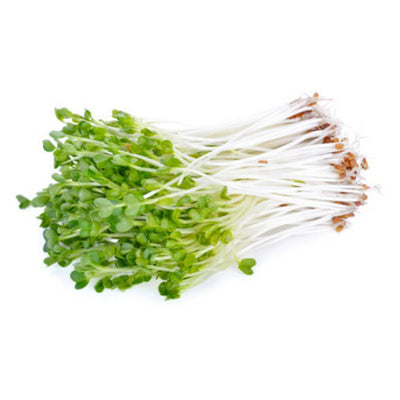 KAIWARE DAIKON RADISH SPROUTS
