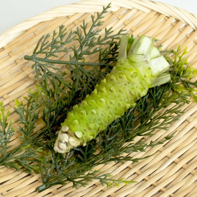 FRESH WASABI ROOTS S size