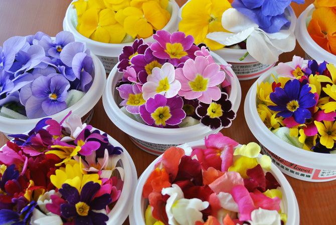 EDIBLE FLOWER JAPAN