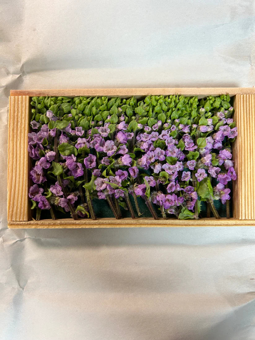 花穂　花穂紫蘇　HANAHO