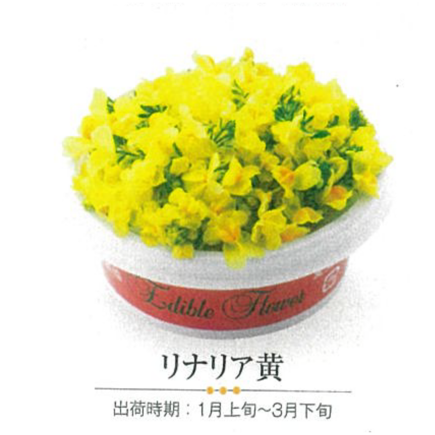 EDIBLE FLOWER JAPAN