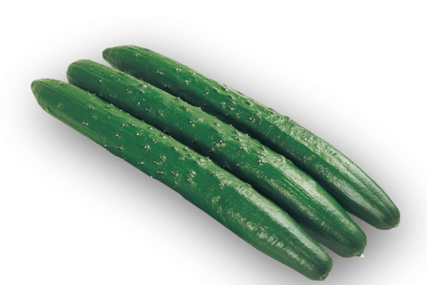 キュウリ CUCUMBER  (JAPANESE SEED) GROW IN LA