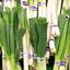 Leek Tokyo-Negi 東京ネギ 0.5lb