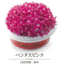 EDIBLE FLOWER JAPAN