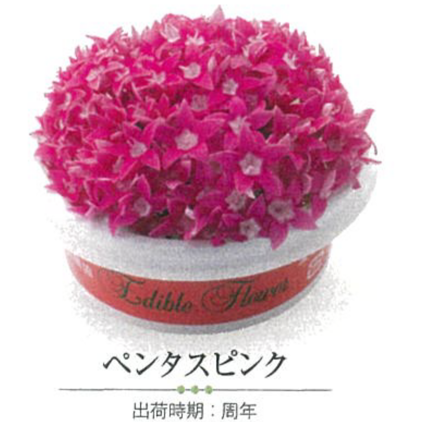 EDIBLE FLOWER JAPAN