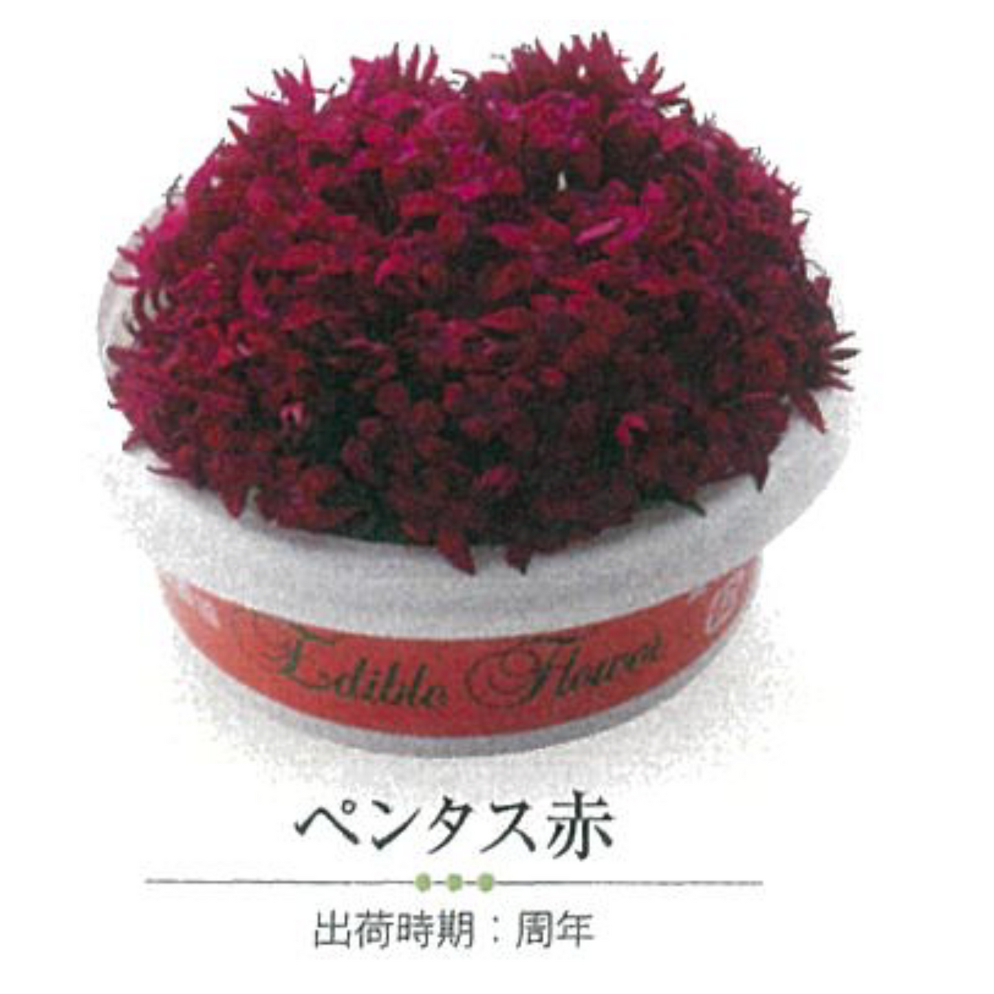 EDIBLE FLOWER JAPAN