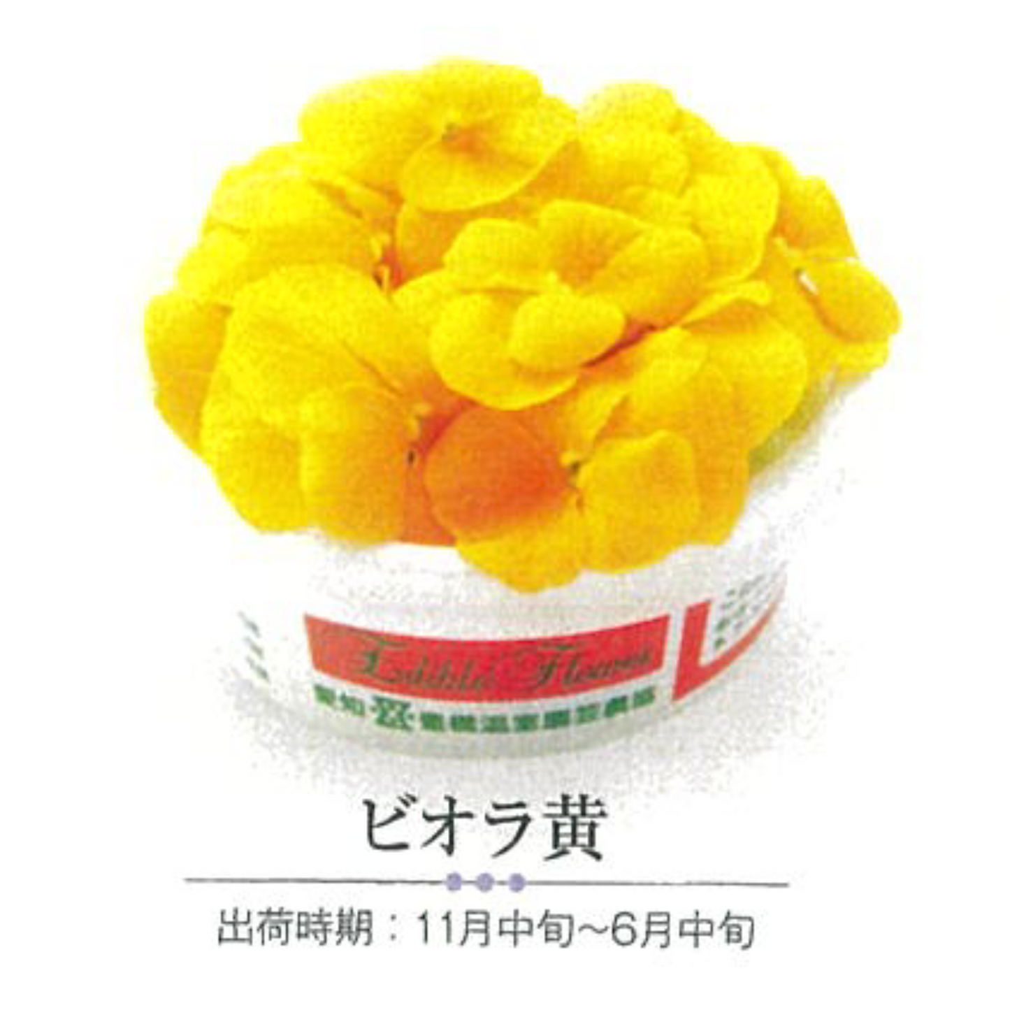 EDIBLE FLOWER JAPAN